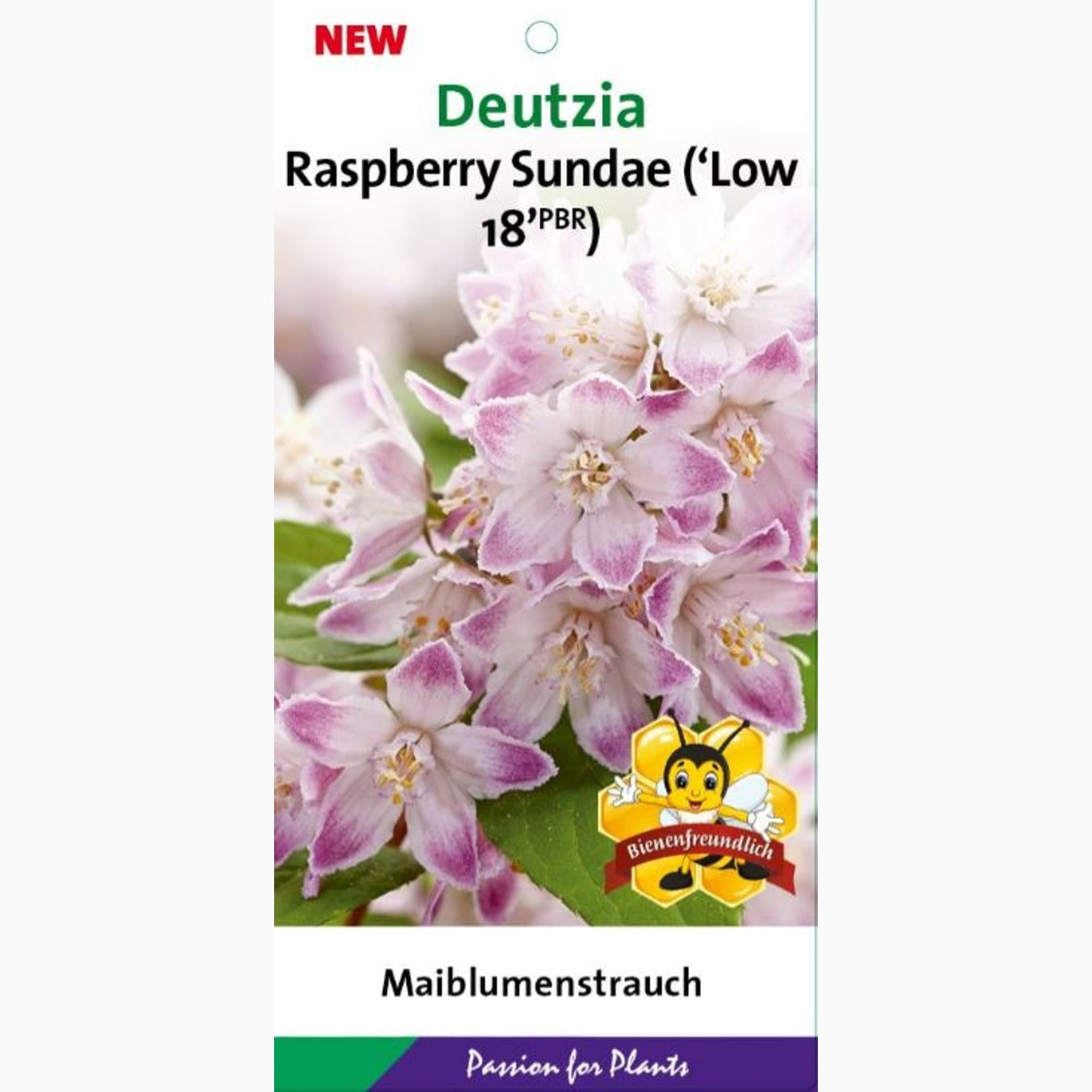 Slånspirea – Deutzia 'Raspberry Sundae' - C5 50-60 CM